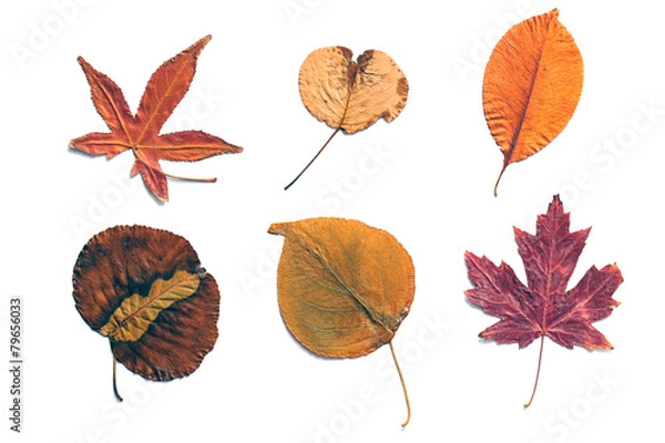 Fototapeta autumn collection