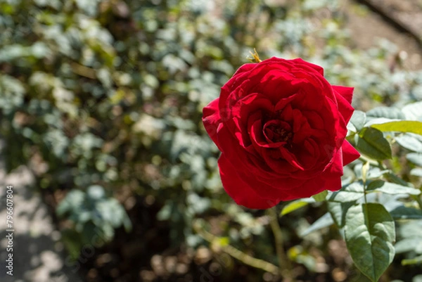 Fototapeta red rose in garden