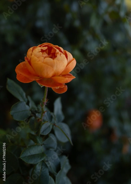 Obraz single orange rose