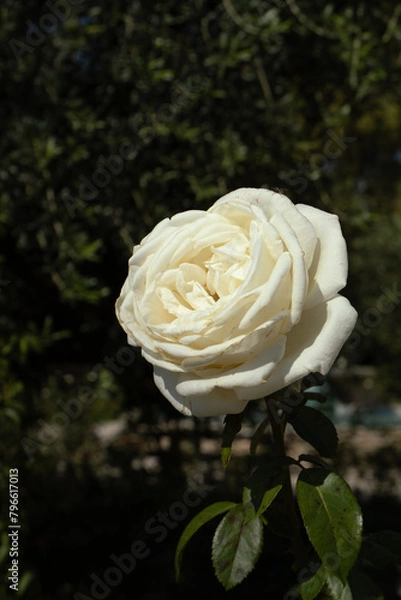 Obraz single white rose