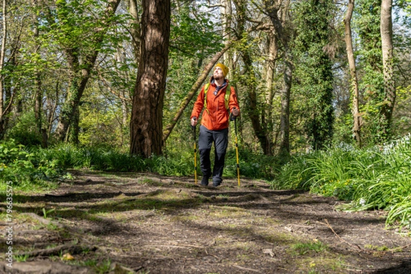 Fototapeta Hiker with trekking poles on forest trail, enjoying nature.