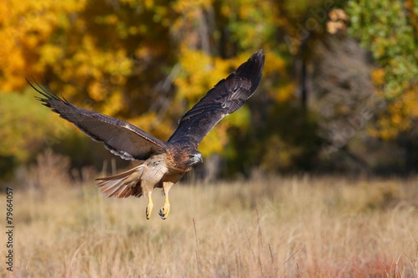 Fototapeta Red-tailed hawk in flight