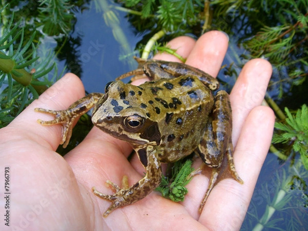 Fototapeta Garden frog.