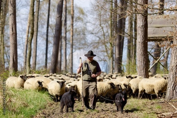 Fototapeta Schäfer und Herde