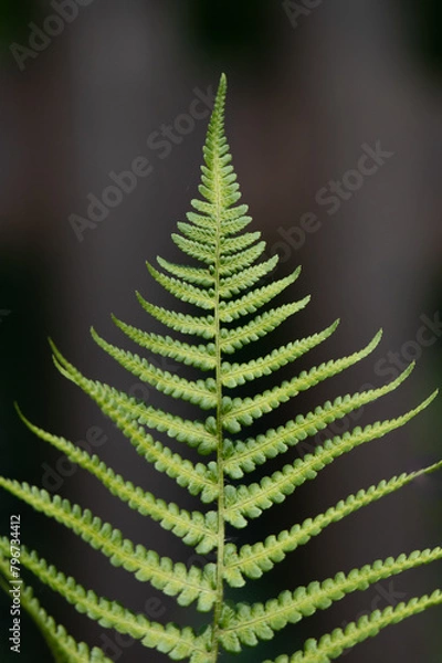Obraz Bright Fern