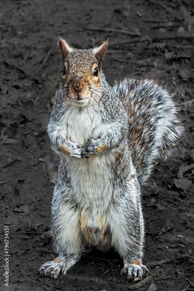 Obraz squirrel in the park