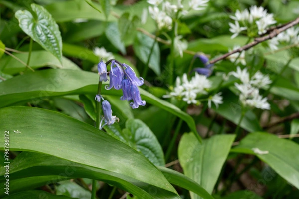 Obraz Bluebell in the Garlic