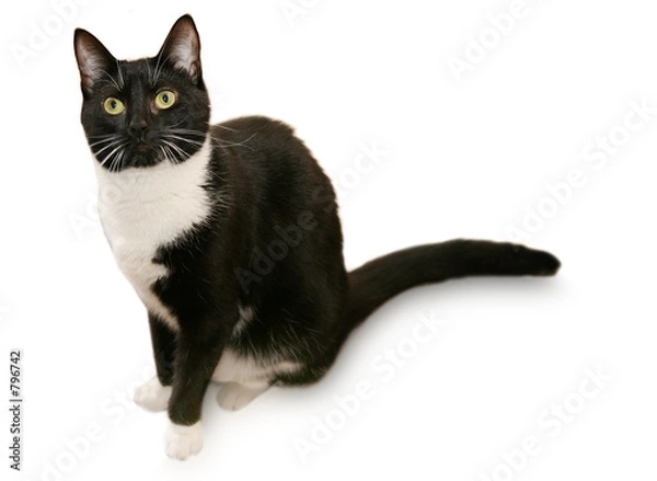 Fototapeta beautiful tuxedo cat