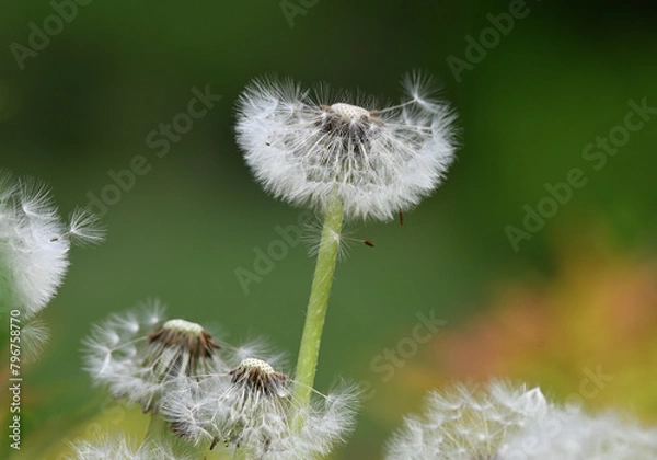 Obraz たんぽぽ綿毛