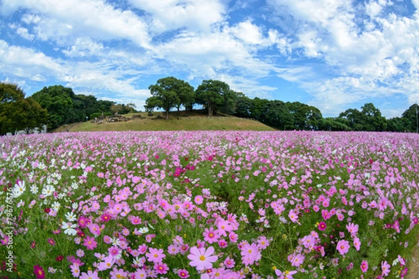 Fototapeta コスモス