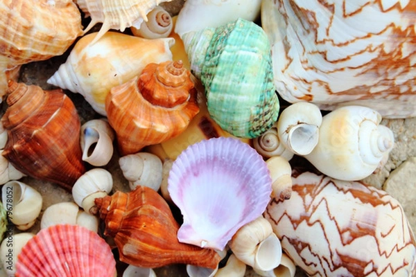 Fototapeta color shells