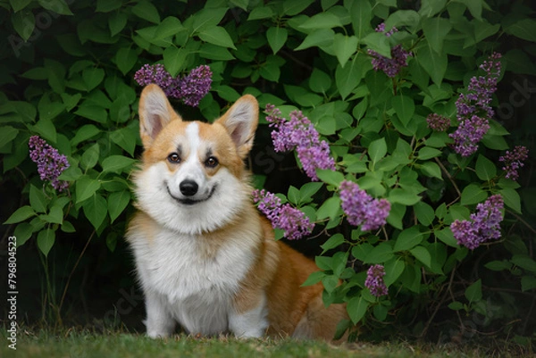 Obraz Beautiful young Pembroke Welsh Corgi posing in lilac bushes