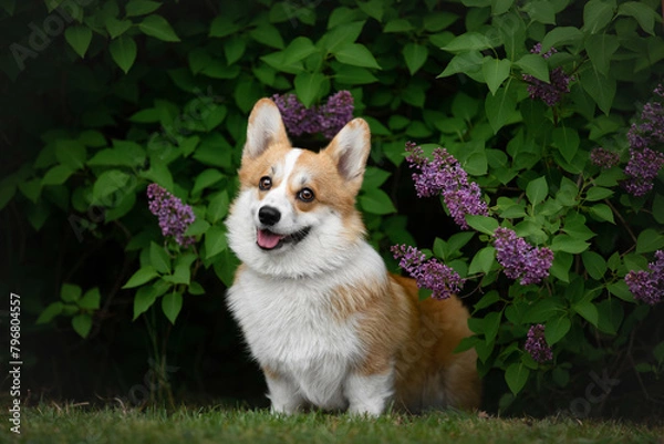 Obraz Beautiful young Pembroke Welsh Corgi posing in lilac bushes