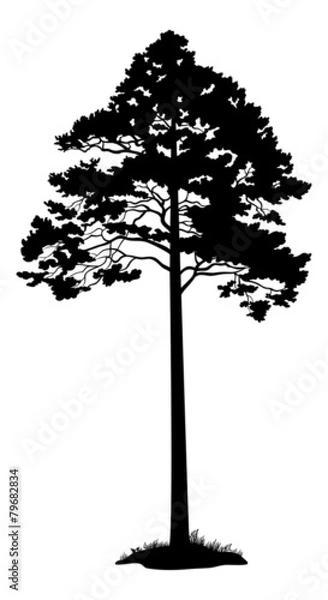 Fototapeta Pine Tree Black Silhouette