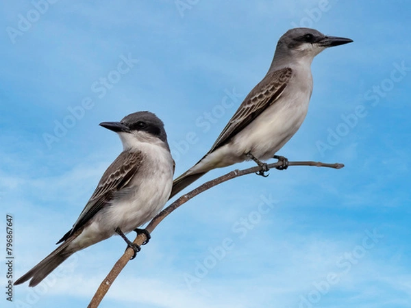 Obraz bird on branch