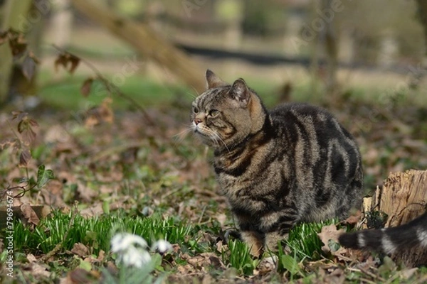 Obraz Britisch Kurzhaar