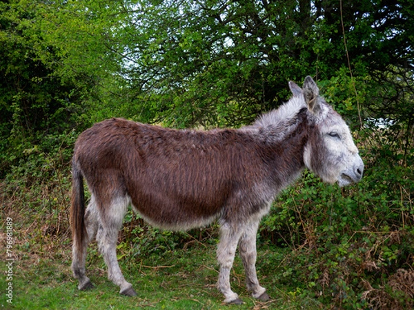 Fototapeta New Forest Donkey