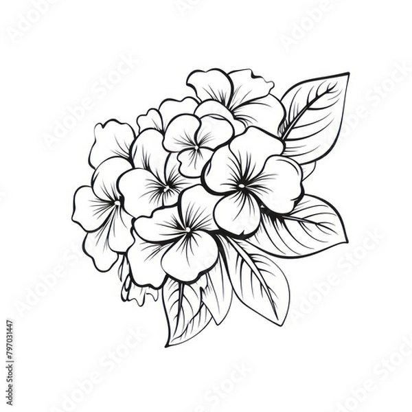 Fototapeta Hudrangea pattern drawing flower