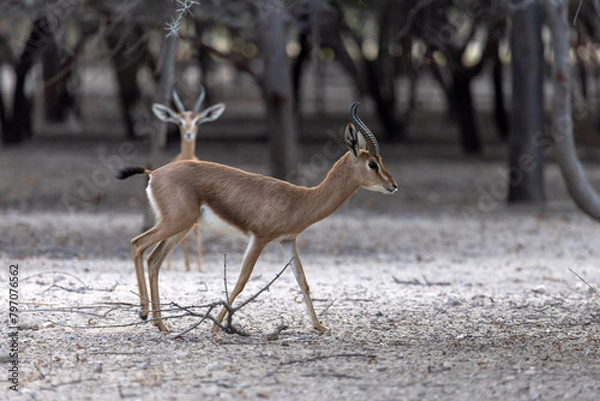 Obraz Two young sand gazelles walking in the nature in Sir Bani Yas island in UAE