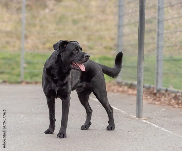 Fototapeta A cane corso german shepherd mix in Jena while training