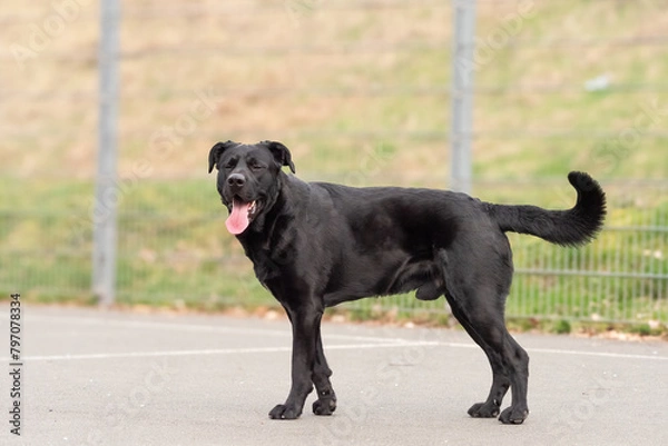 Obraz A cane corso german shepherd mix in Jena while training