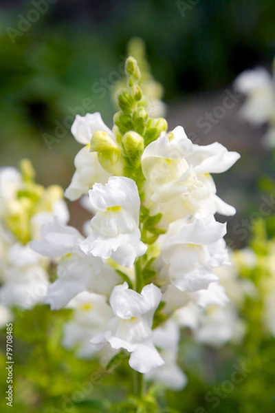 Obraz Snapdragon flower