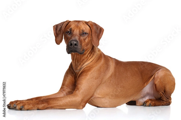Fototapeta Rhodesian Ridgeback dog breed