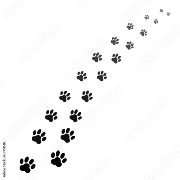 Obraz footprints of dog