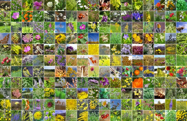 Fototapeta Целебные травы Сибири