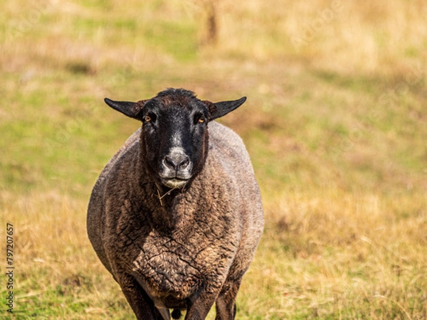 Fototapeta Black Face Approaching