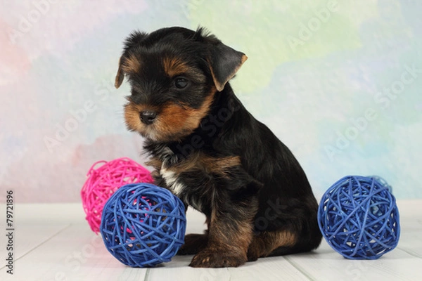 Obraz Yorkshire terrier puppy