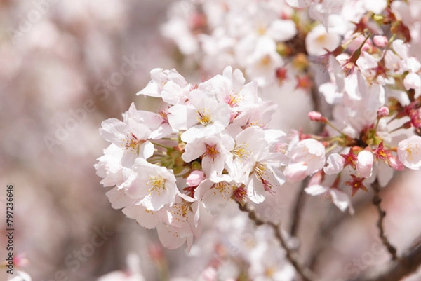 Fototapeta 桜、染井吉野、小金井公園