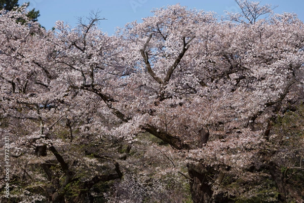 Obraz 桜、染井吉野、小金井公園