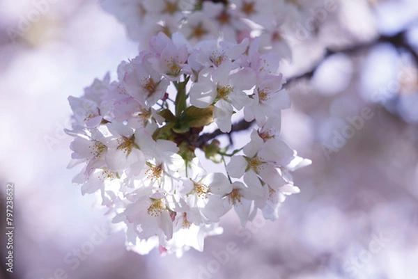 Obraz 桜、染井吉野、小金井公園