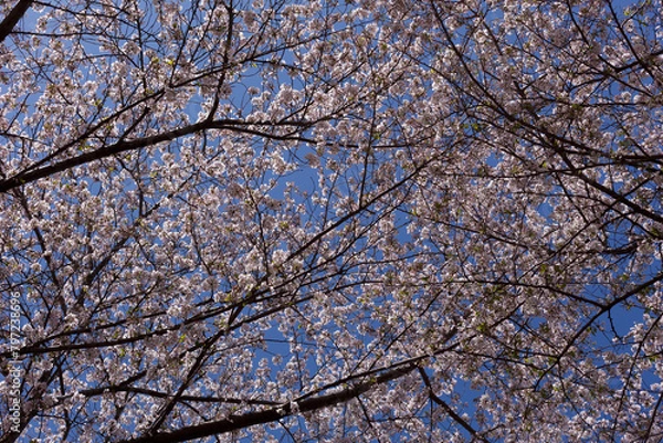 Obraz 桜、染井吉野、小金井公園