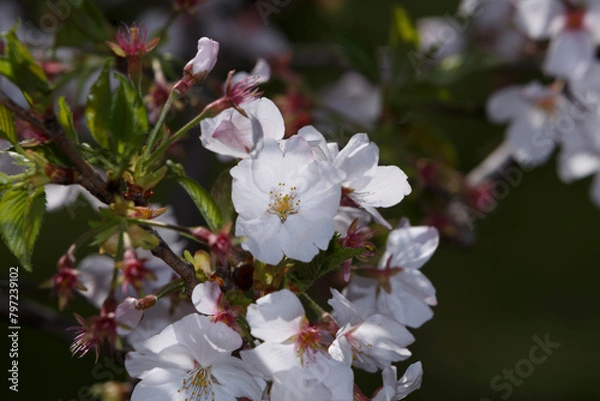 Obraz 桜, 染井吉野, 小金井公園, 