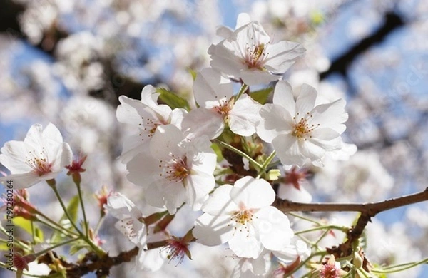 Obraz 桜,染井吉野,ソメイヨシノ,千鳥ケ淵緑道,
someiyoshino,cherry blossoms