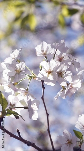 Obraz 桜,染井吉野,ソメイヨシノ,千鳥ケ淵緑道,
someiyoshino,cherry blossoms