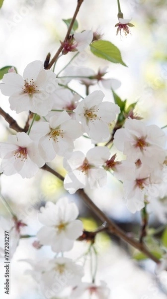 Obraz 桜,染井吉野,ソメイヨシノ,千鳥ケ淵緑道,
someiyoshino,cherry blossoms