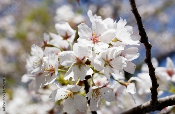 Obraz 桜,染井吉野,ソメイヨシノ,千鳥ケ淵緑道,
someiyoshino,cherry blossoms