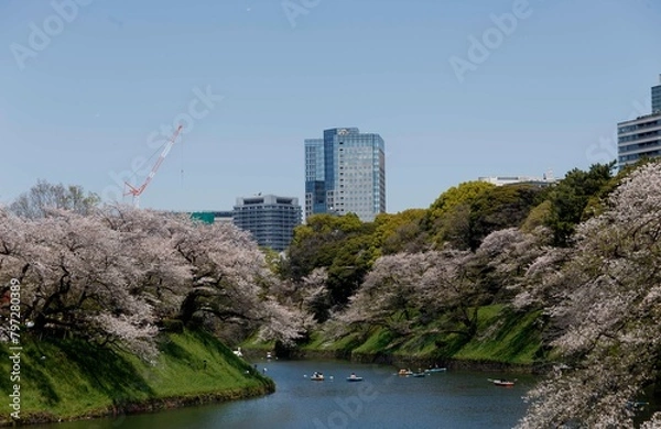 Obraz 桜,染井吉野,ソメイヨシノ,千鳥ケ淵緑道,
someiyoshino,cherry blossoms