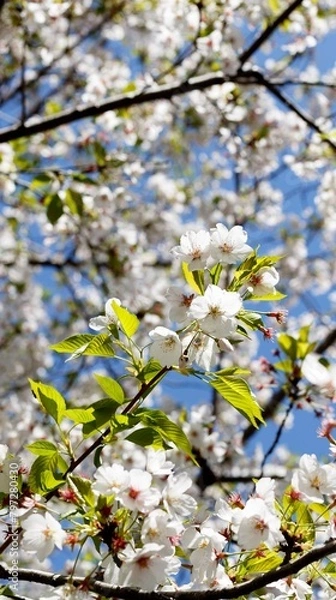 Obraz 桜,染井吉野,ソメイヨシノ,千鳥ケ淵緑道,
someiyoshino,cherry blossoms