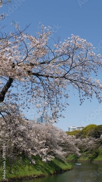 Obraz 桜,染井吉野,ソメイヨシノ,千鳥ケ淵緑道,
someiyoshino,cherry blossoms