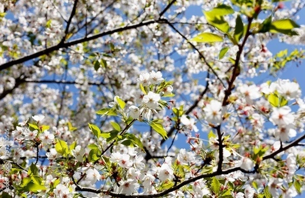 Obraz 桜,染井吉野,ソメイヨシノ,千鳥ケ淵緑道,
someiyoshino,cherry blossoms