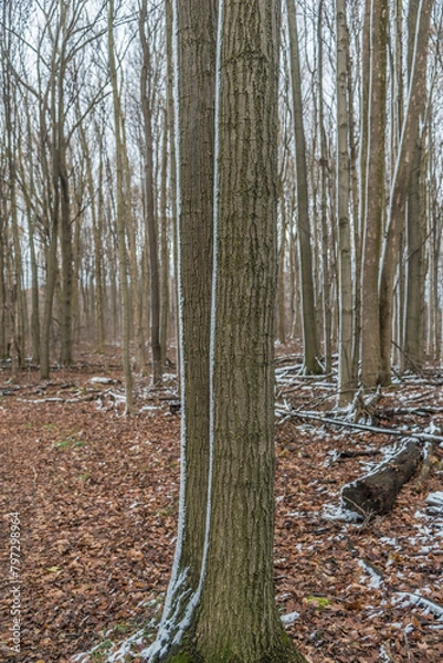Obraz Forest in winter time