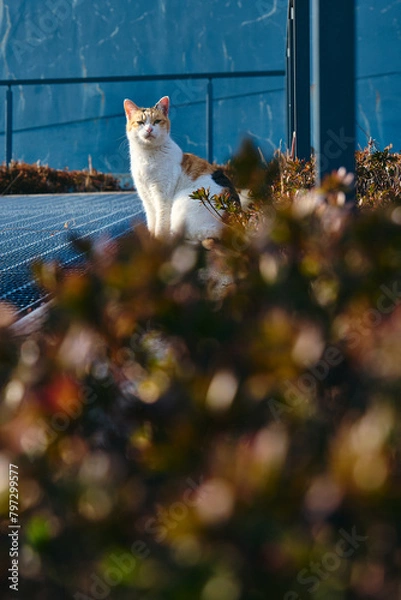Fototapeta 公園の猫