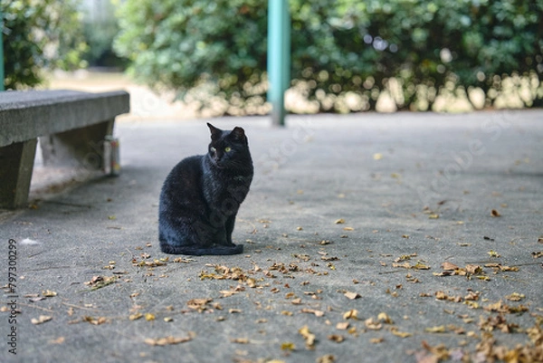 Fototapeta 公園の猫