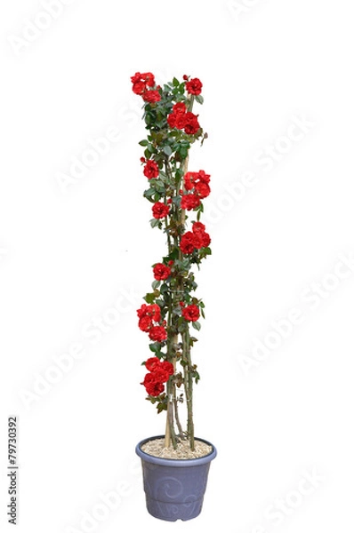 Obraz rosier grimpant