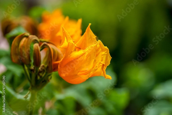 Obraz African  tulip flower