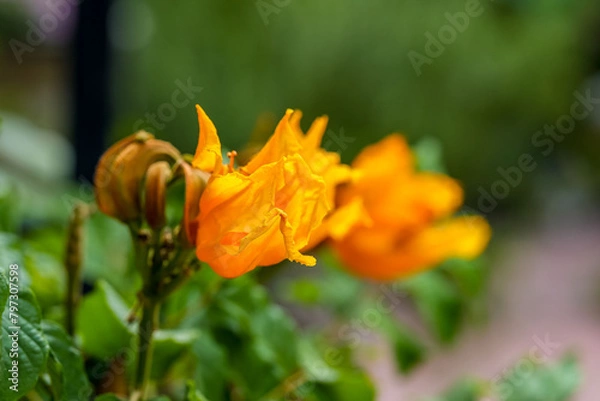 Obraz African  tulip flower